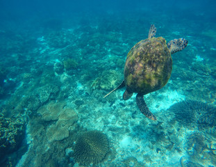 Sea turtle in blue water.