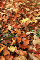 Autumn colors