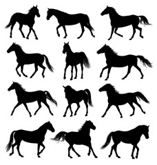 Set of 12 different moving horses silhouettes
