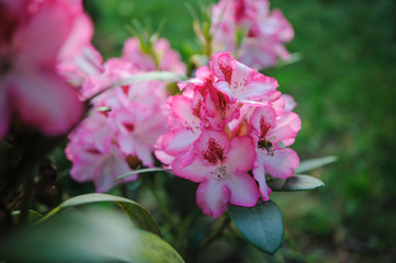 pink flowers in garden