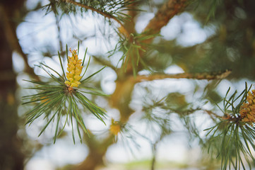 pine branch