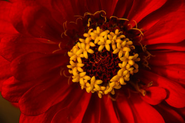 The blossoming gerbera jamesonii flowers closeup in garden 