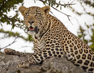 Magnificent leopard in tree panting and looking off in distance