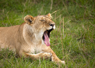 Fototapeta premium Tired lioness yawning while lying in the grass in Kenya's Masai Mara park