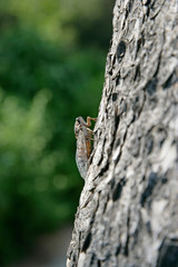 cricket on tree