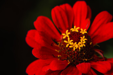 The blossoming gerbera jamesonii flowers closeup in garden 