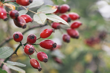 Twig with rosehip berries during autumn