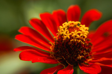 The blossoming gerbera jamesonii flowers closeup in garden 