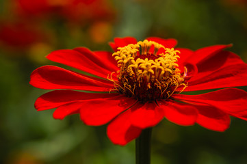 The blossoming gerbera jamesonii flowers closeup in garden 