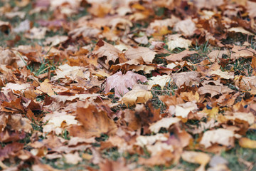 Closeup of wet colorful maple leaves during a rainy autumn day