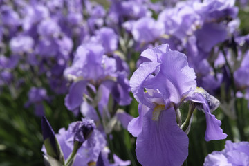 Iris flowers