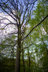 Beautiful nature at morning in the misty spring forest