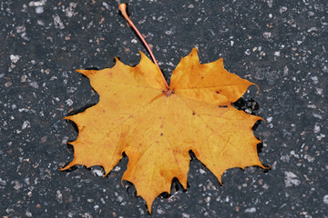 Colorful wet maple leaves during autumn