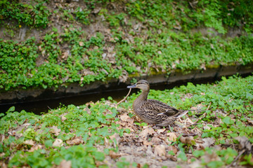 Duck
