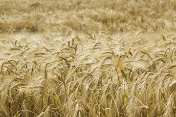 golden barley (agriculture, harvest, industry)