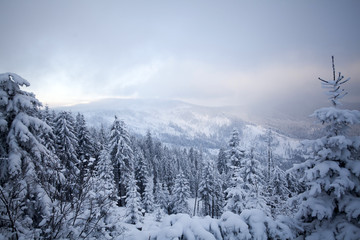 Snow covered pine forest in the mountains