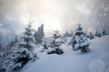 Fototapeta na wymiar Snow covered trees in the mountains