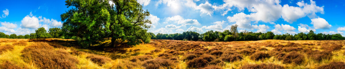 Fototapeta na wymiar Panorama einer vom Wald umgebenen Heidelandschaft mit großer Eiche