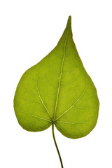 Ficus religiosa
