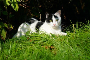 Yellow Eyed Black and White Cat On Grass