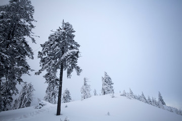 Snow covered trees in the mountains