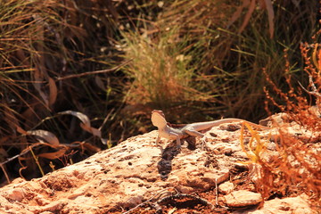 Australian lizard