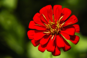 The blossoming gerbera jamesonii flowers closeup in garden 