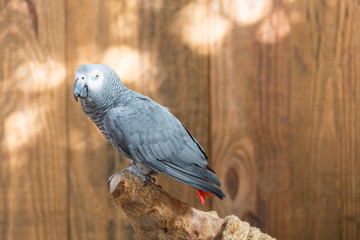 Obraz premium African grey parrot