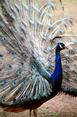 Obraz premium peacock