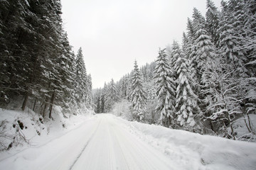 Snowy path in the forest