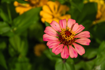 The blossoming gerbera jamesonii flowers closeup in garden 