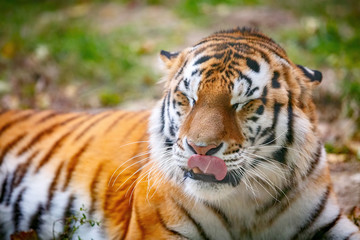 Fototapeta na wymiar Молодой уссурийский тигр лежит на траве