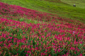 Querceto, Montecatini Val di Cecina, Pisa - Italy
