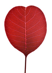 Cotinus coggygria