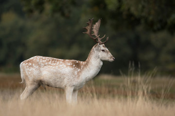 Fallow Deer, Deer, Dama dama