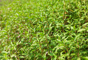 green plants background