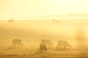 Fototapeta na wymiar Sunrise field and cows 