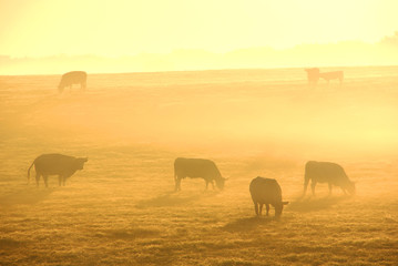 Fototapeta na wymiar Cows in the fog