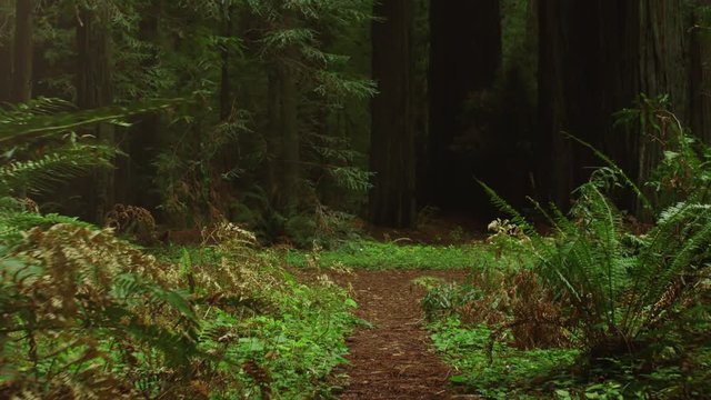 Trail through a Redwood Forest