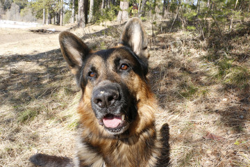 Dog german shepherd in the forest