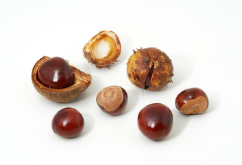 Nuts and shells of horse chestnuts on white background