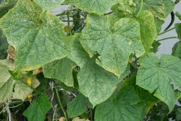 カボチャの葉っぱ