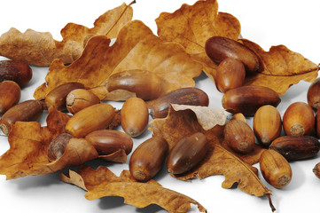 Acorns and dry oak leaves on whjte background