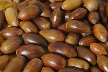 A pile of brown oak acorns