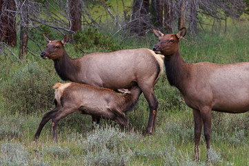 Elk cow nursing young
