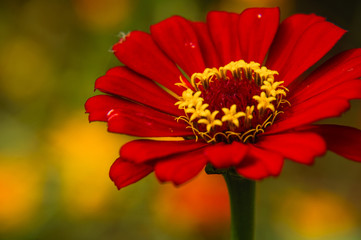 The blossoming gerbera jamesonii flowers closeup in garden 