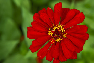 The blossoming gerbera jamesonii flowers closeup in garden 
