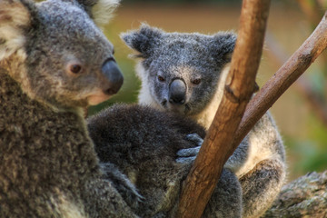 Obraz premium Koalas