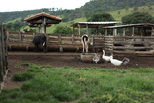 Curral na Fazenda