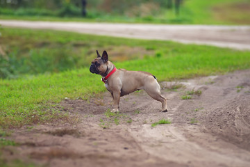 Angry French bulldog with a red collar staying outdoors on a rural road